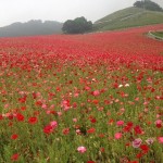 天空を彩るポピー