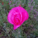 天空を彩るポピー