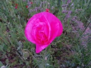 天空を彩るポピー