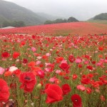 天空を彩るポピー