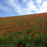 天空のポピー
