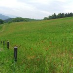 天空を彩るポピー