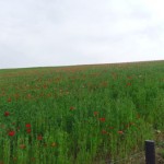 まばらなポピー