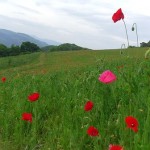 天空を彩るポピー