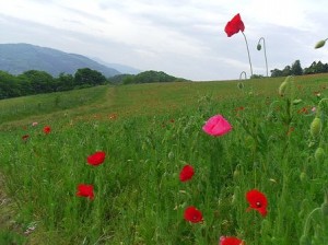 天空を彩るポピー