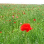 この角度から見ると2分咲きくらい