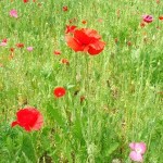 天空を彩るポピー