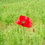 鮮やかな色のポピー