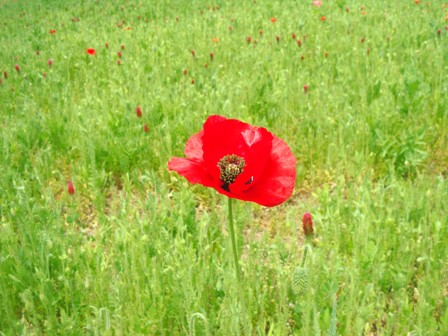 鮮やかな色のポピー