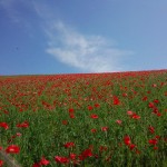 天空のポピー