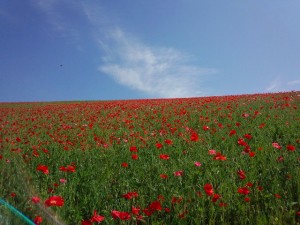 天空のポピー