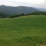 天空を彩るポピー