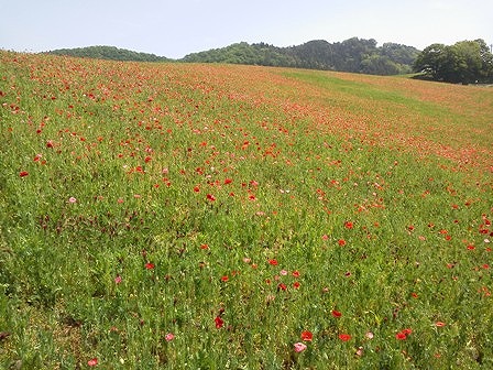 天空を彩るポピー