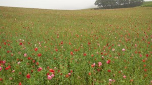 天空を彩るポピー