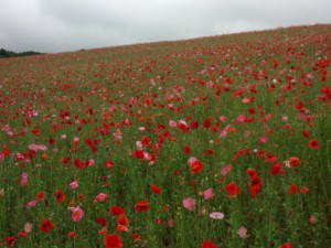 天空を彩るポピー