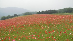 天空を彩るポピー